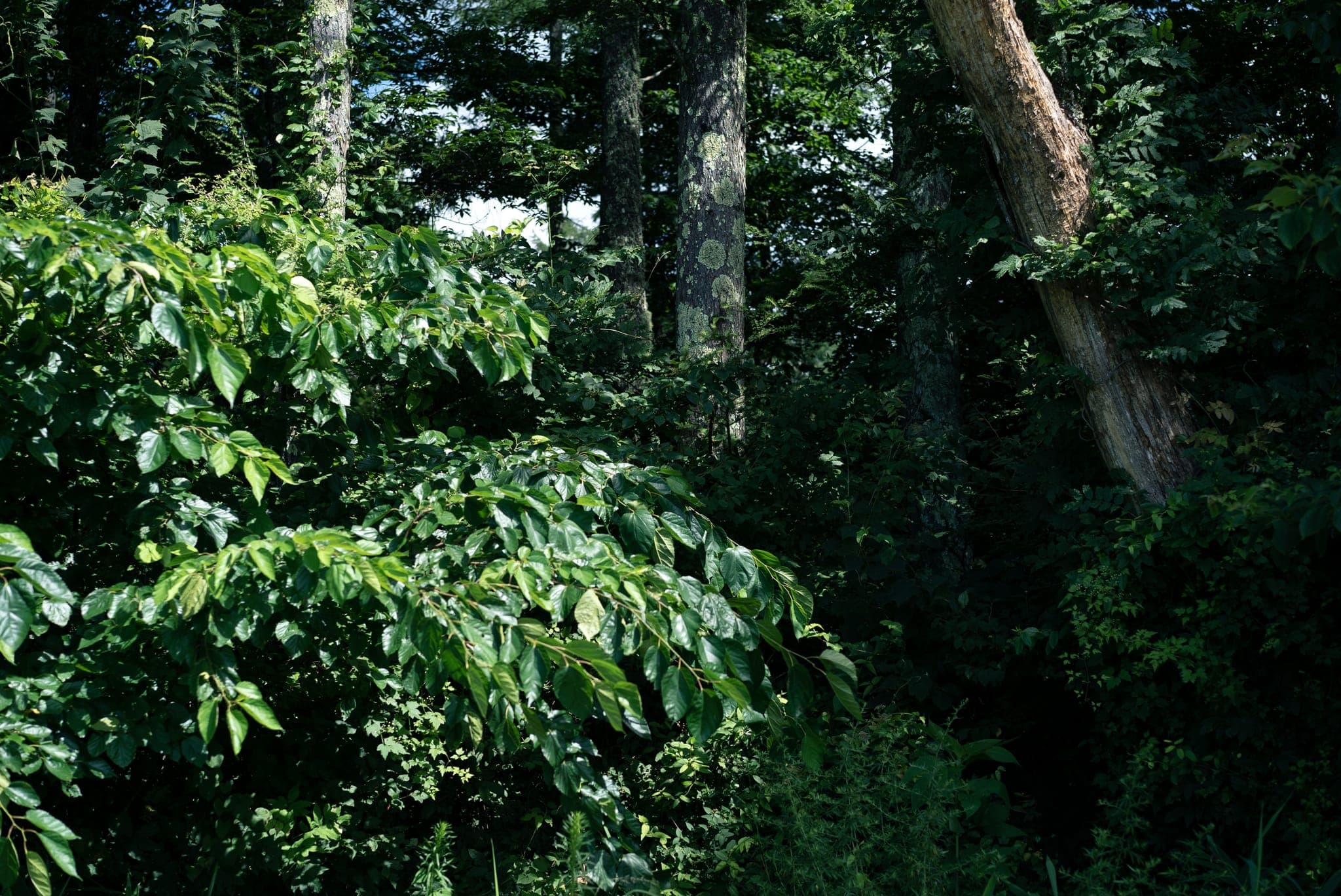 北杜市の雑木林