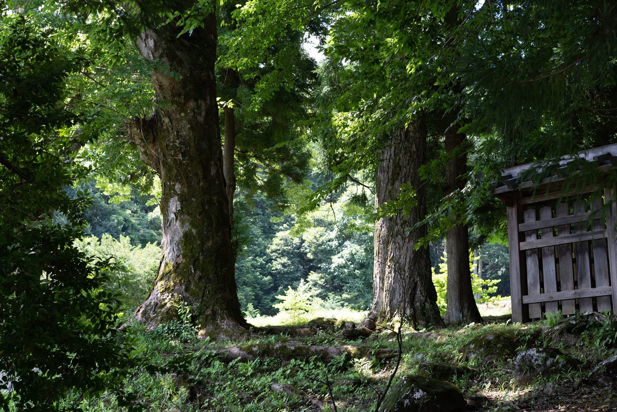 諏訪大社の森