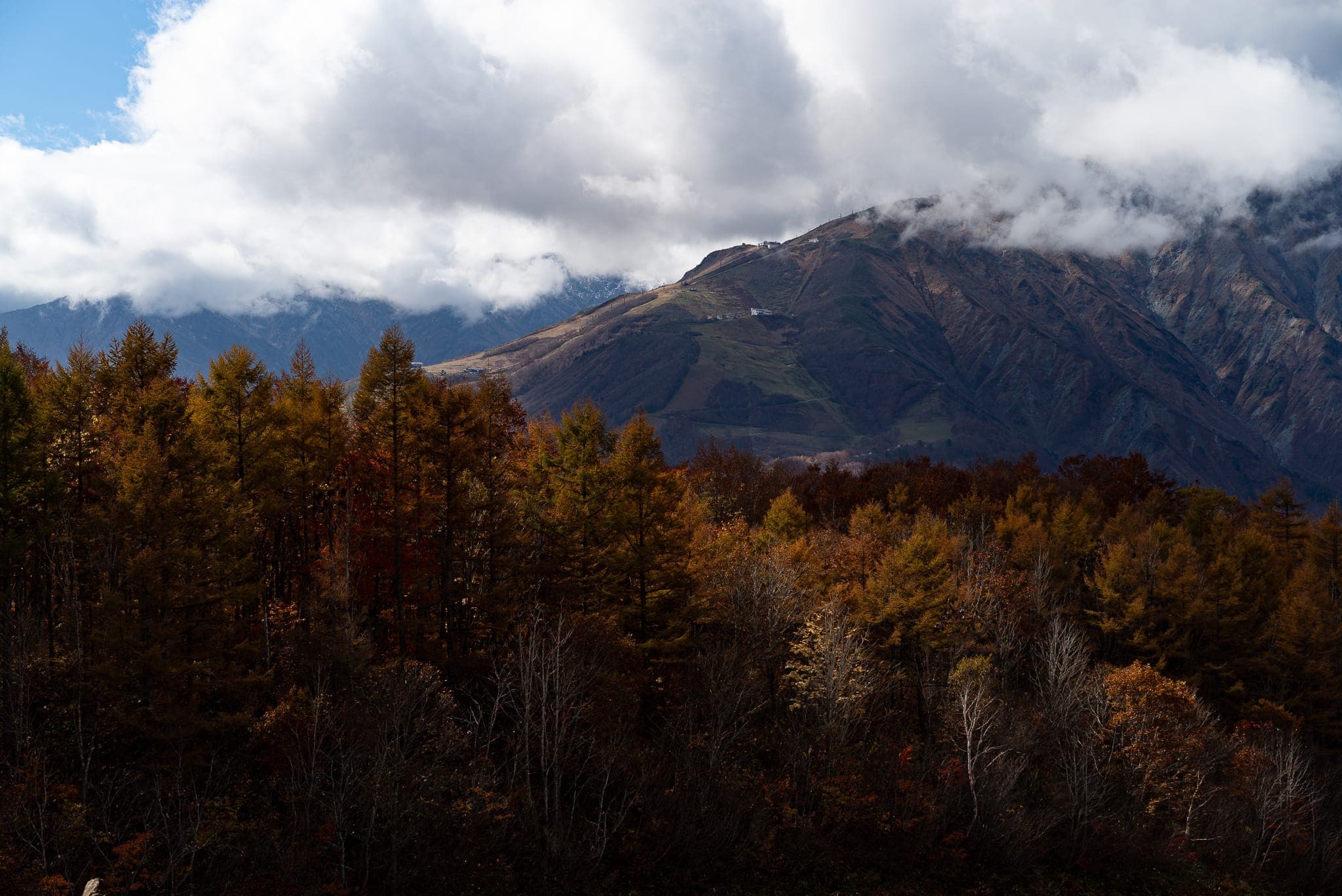 紅葉した樹木と山