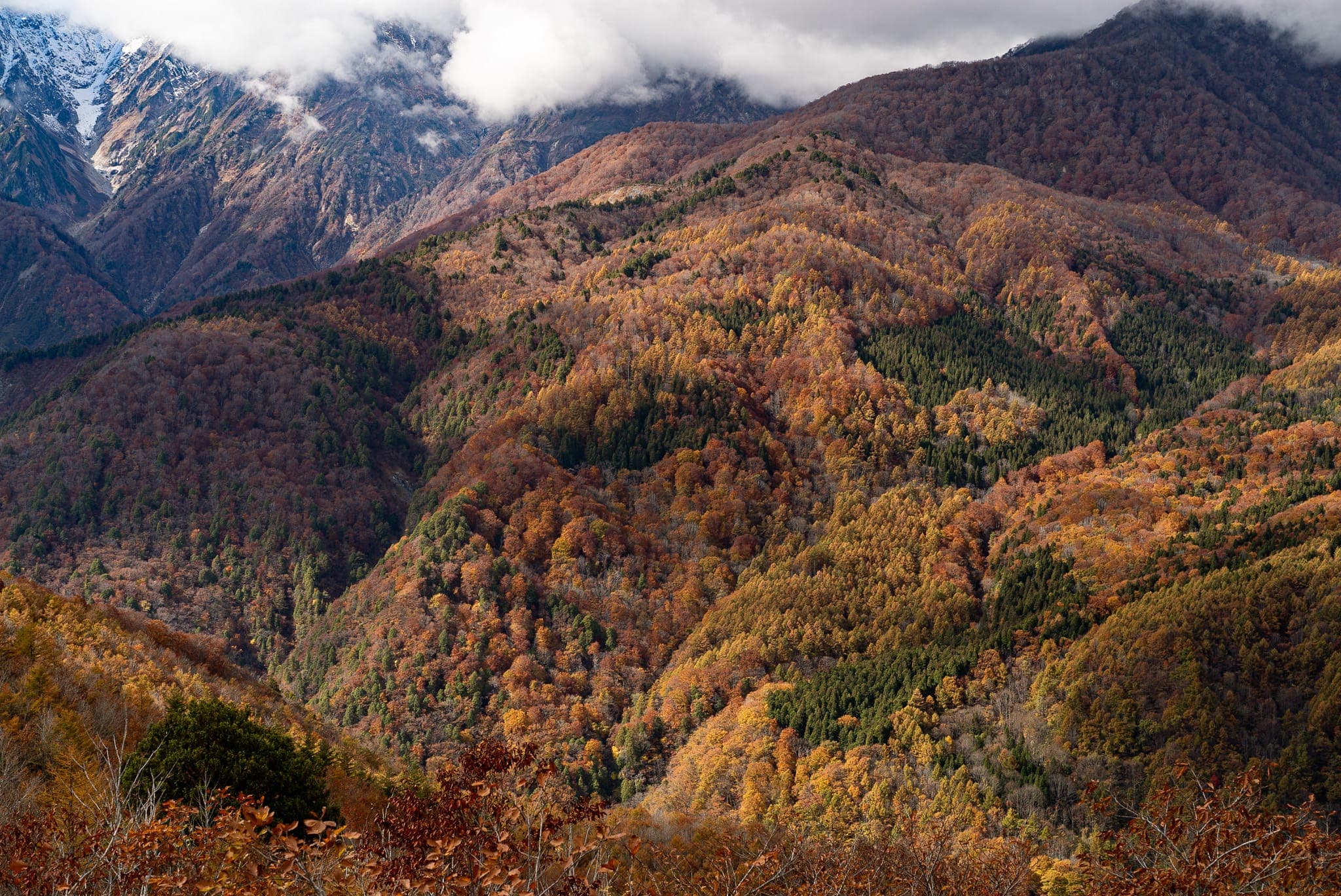 小日向山?の紅葉