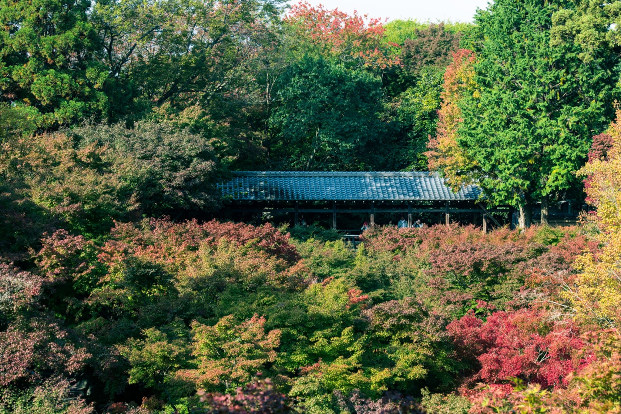 東福寺の秋